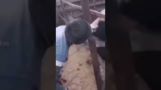 Here it is, true love🐄? Legendary Animal Planet#shorts #trending