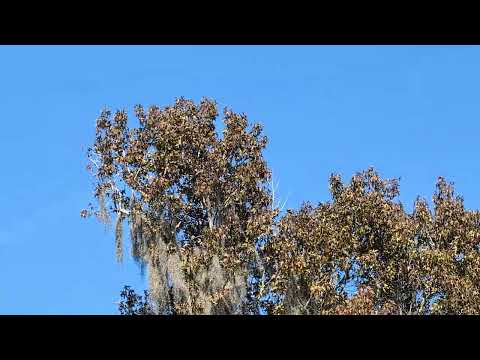 I Know What You are Thinking, Wow, That's a Lot of Blue Sky & 1 Second of Bald Eagle at Solary Park!