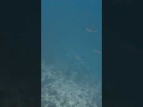 AM I SEEING THINGS OR IS THIS REAL?