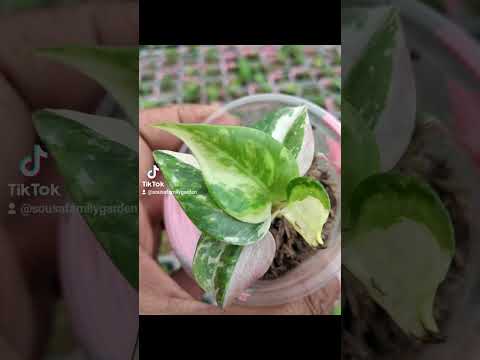 💚What are the different hashtags for Anthurium Foliage?💚 #sousafamilygarden #anthuriumfoliage