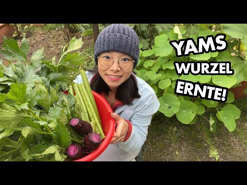 Exotische Yamswurzel in Deutschland - klappt das? | mein Ökosystem