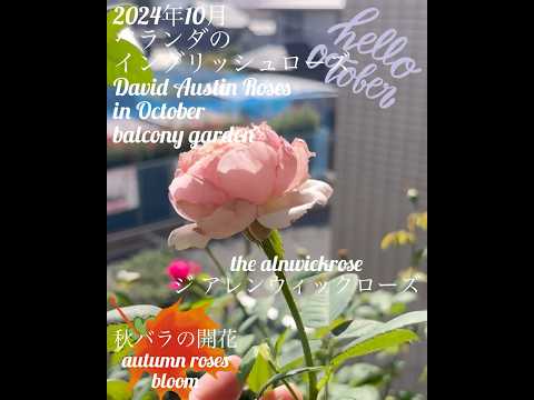 ナチュラルプライバシースクリーン - 覗き見を防ぐバルコニーの植物  庭園