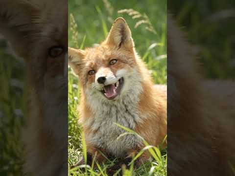 Fox Laughing