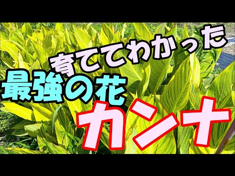カンナの越冬: 寒い季節をこうして生き抜く 植物