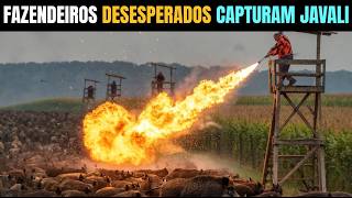 Fazendeiros desesperados capturam javali gigante que estava a estragar as plantações.