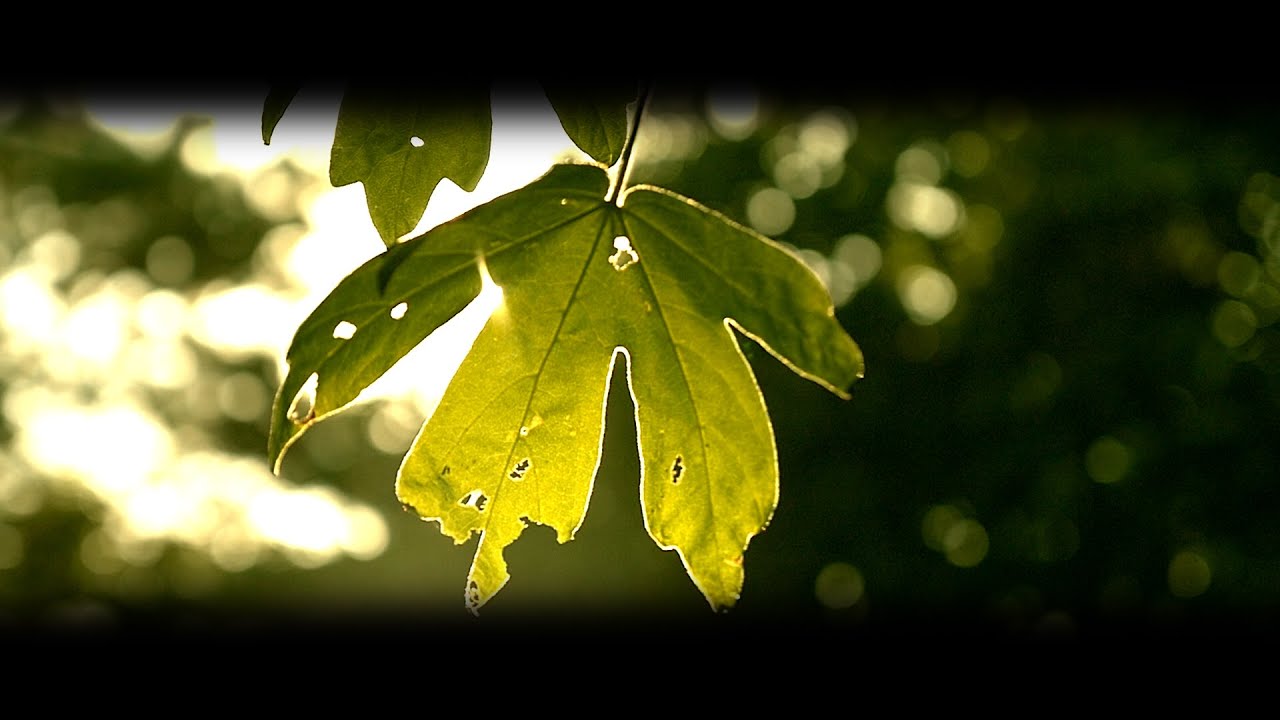 Wille and the Bandits | UNDER THE GROVE | Official Music Video