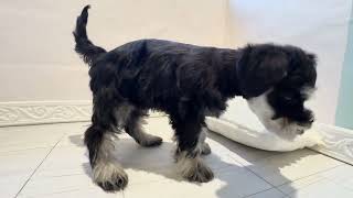 ミニチュアシュナウザーの動画01