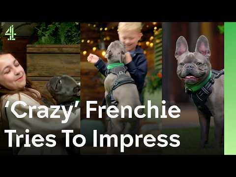 French Bulldog Dazzles Family With Joy and Excitement | The Dog House 🐶