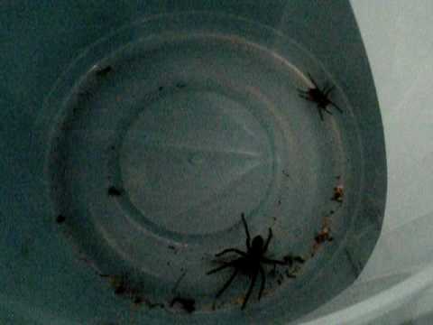 Huasca 09 - tarantule, klid před bouří