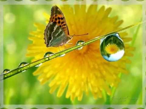 UŽ KVETOU PAMPELIŠKY.flv