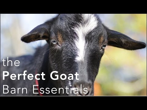 , title : 'The Perfect Goat Barn Setup - what you need to make keeping goats easier!'