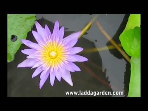  Nymhaea Bagdad waterlily