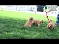 Golden Retriever dogs for sale: Maverick - Video 1