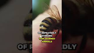 Uncovering the surprising Truth Behind Bee Sting.#shorts