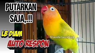 Download lagu PUTARKAN SAJA, Lovebird DIAM BISU Dijamin AUTO Respon, LB FIGHTER Ngekek Panjang GACOR MANTAB mp3