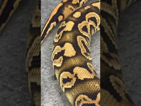 0.1 Black Pastel Wookie Vanilla Crypton het ReCo 2024