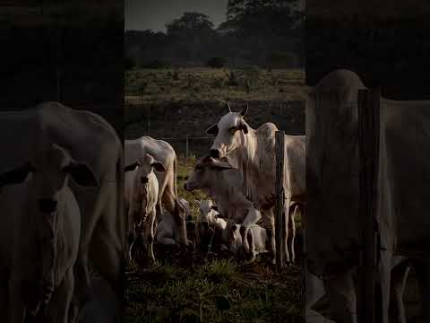 Negrinho do Pastoreio: The Haunted Legend of Prados, Minas Gerais #Shorts