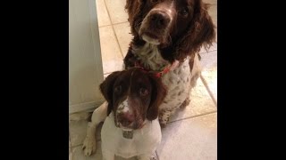 Puppy gets head stuck in a Frisbee