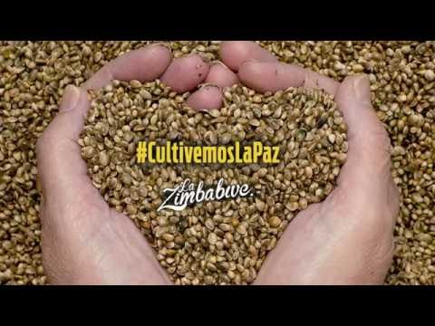 La Zimbabwe Feat. Yataians - Cultivemos La Paz  (Radio Version)