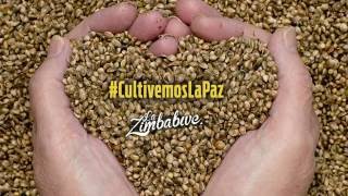 La Zimbabwe Feat. Yataians - Cultivemos La Paz  (Radio Version)