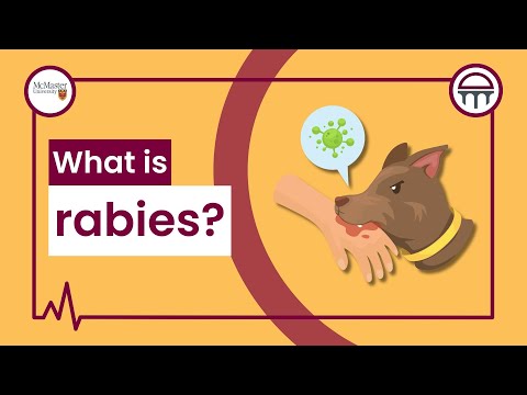 What is rabies?