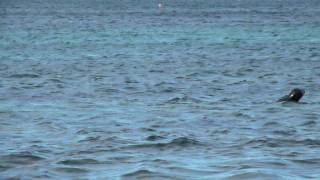 Seals in the water, Rousay, Orkney