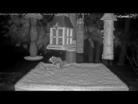 Flying Squirrel Foraging On A Snowy Night In Ontario – Jan 9, 2020