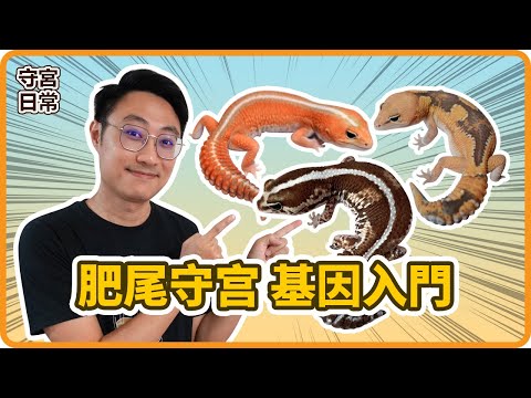 肥尾基因計算機