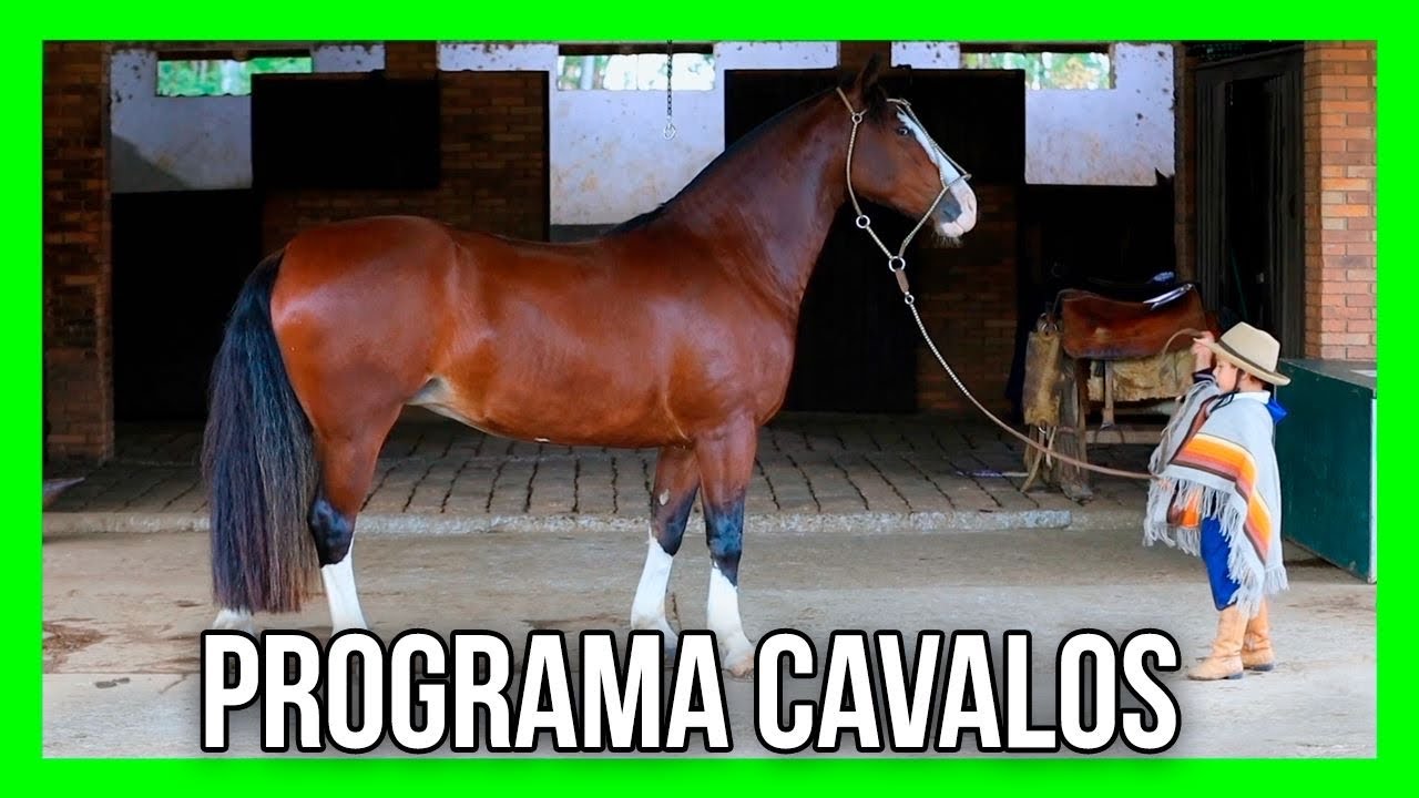 PROGRAMA CAVALOS - INÉDITO