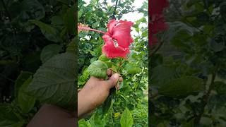 Download lagu MANDAR FLOWERS #shorts #amazing #viral mp3