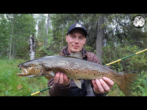Рыбалка в Карелии , 5 часть (заключительная) Кумжа, форель и вездесущий окунь ! Дикие