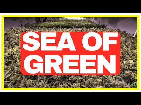 image-How do you set up sea of green?