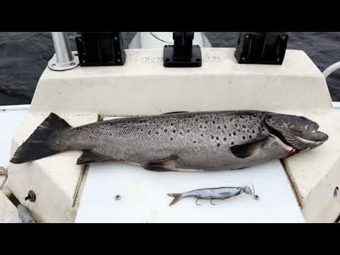 Tuohian Viikin raksi