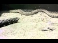 Classic Sesame Street Film Rattlesnake