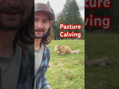 How to Work a Fresh Calf in the Pasture