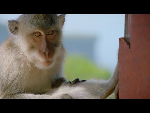 Monkeys Steal Stuff From Tourists on World's Sneakiest Animals | What's Trending Now