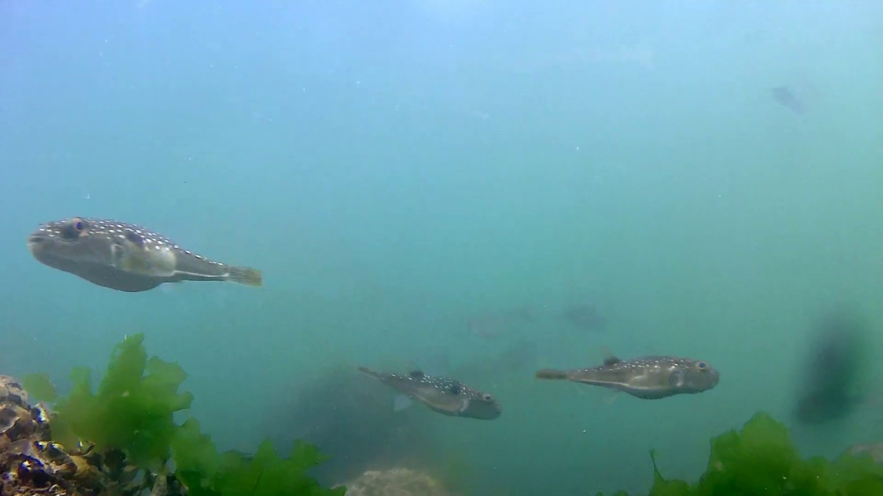 癒し水中撮影　フグで癒されてください