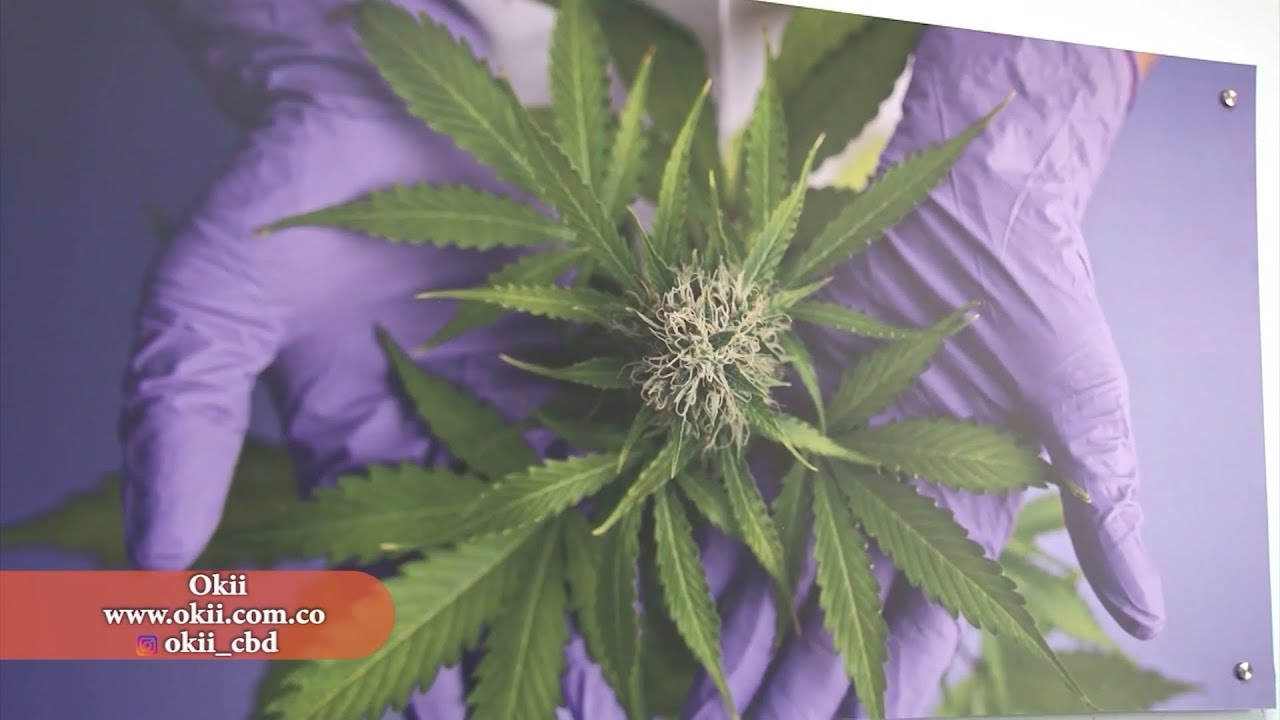 CANNABIS MEDICINALCAPITULO 2  PURPLE DRAGON SOPO CUNDINAMARCA