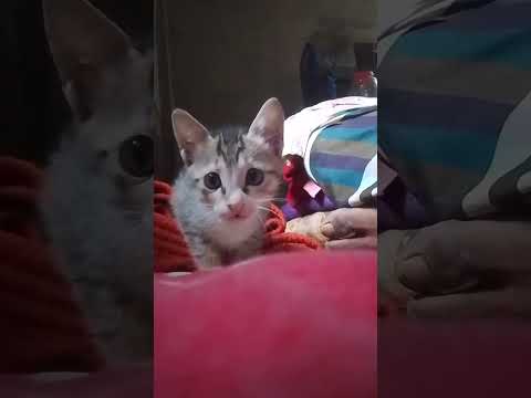 Cat ...  Rajib And cat