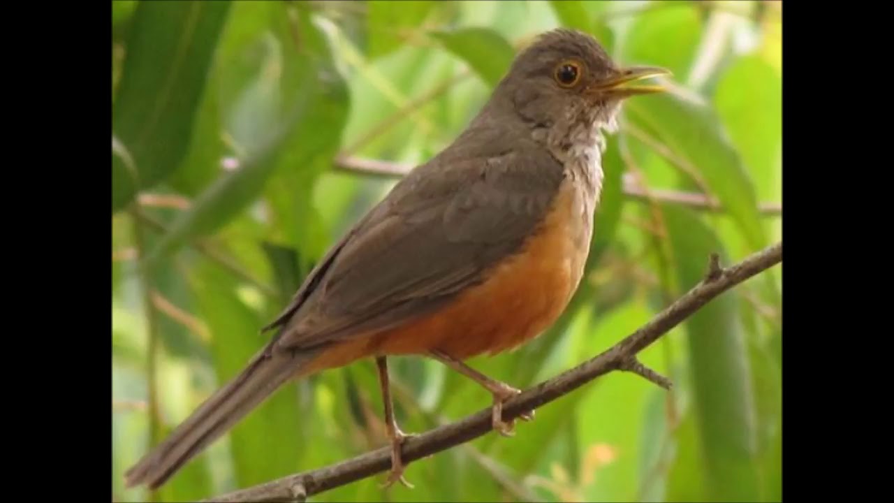 Sabiá laranjeira canto flauteado