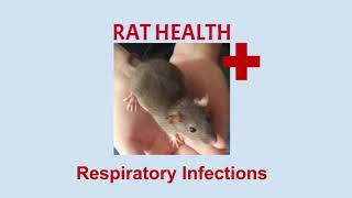 The Most Common Illness in Rats: Respiratory Infections