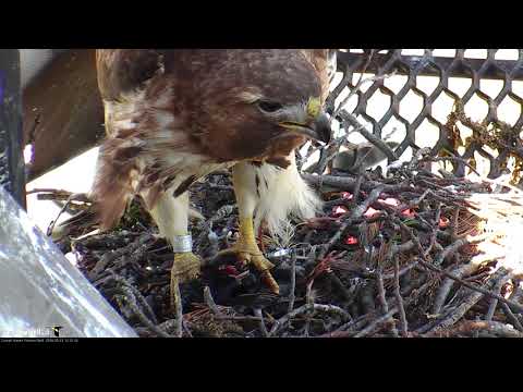 Big Red Eats A Starling On Cornell Hawks Cam – May 21, 2018