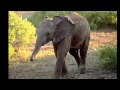 Mandy Miller 'Nellie The Elephant' 78 rpm 