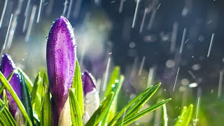 Beautiful Piano Music - Relaxing Music, Rain Sounds, Stress Relief, Sleep Music (Emma)