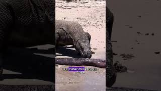 Komodo dragon vs electric eel #wildlife #animals #fyp