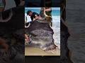 The Megalodon is NOT Actually Extinct #fishing #shark