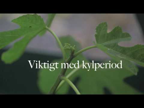 Övervintra citrus fikon oliv - så här gör du