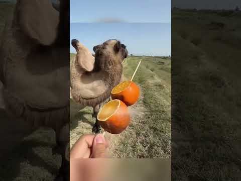 **الجمل الذي التهم الصبّار والبرتقال وكأنه لا يُقهر! 🐪🍊🌵**