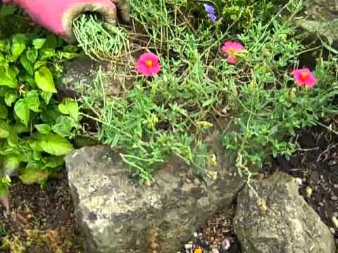 Pruning a Helianthemum1