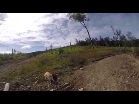 Zawoja - Polica - Zawoja